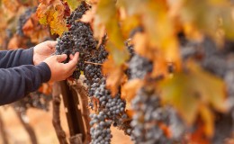 Farmer Inspecting His Ripe Wine Grapes Ready For Harvest.