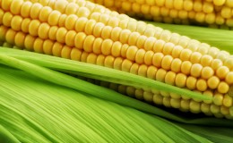 bigstock_Corn_on_the_cob_between_green__13138106
